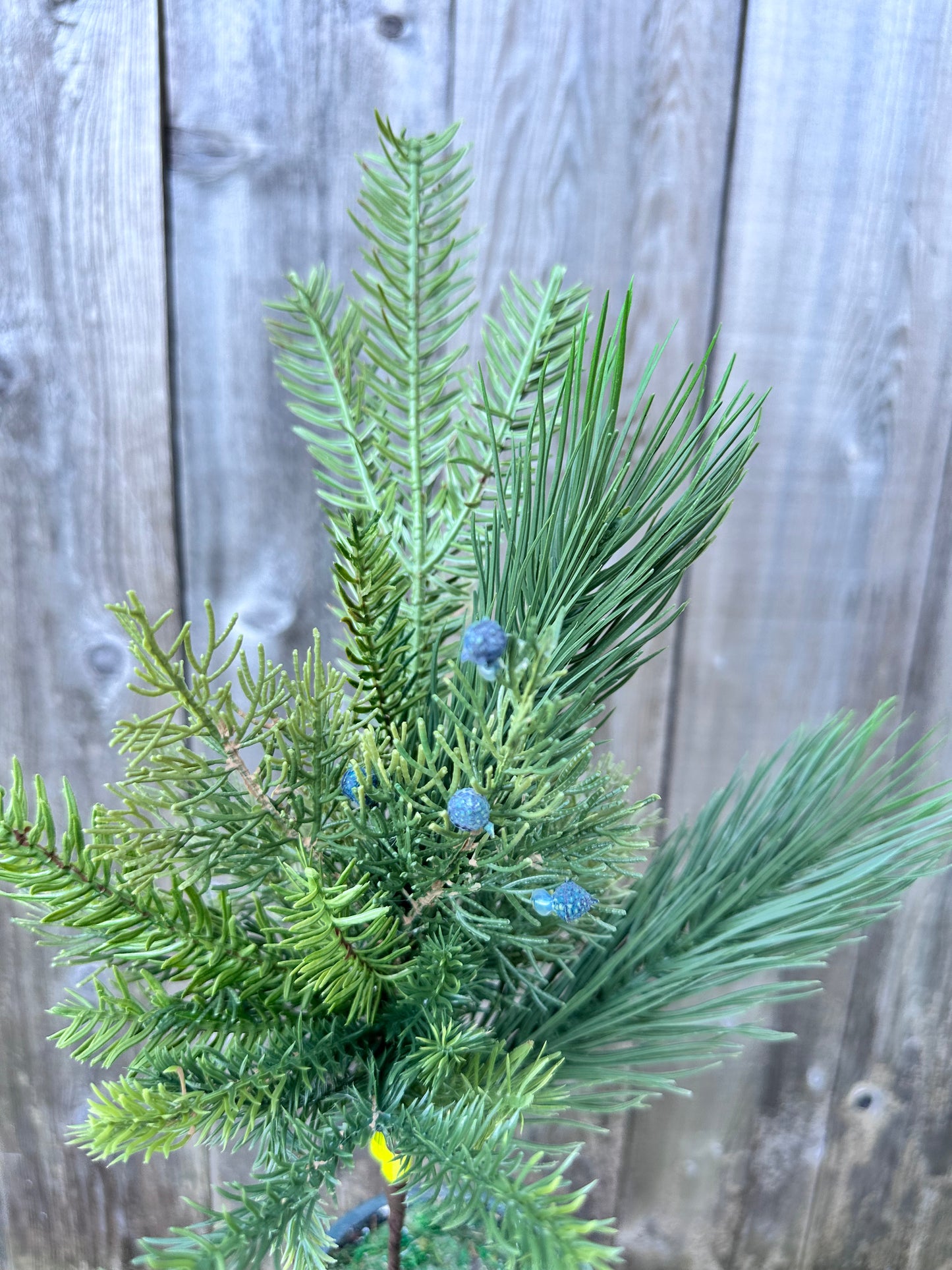 Belgium Pine Pick  86375SP18