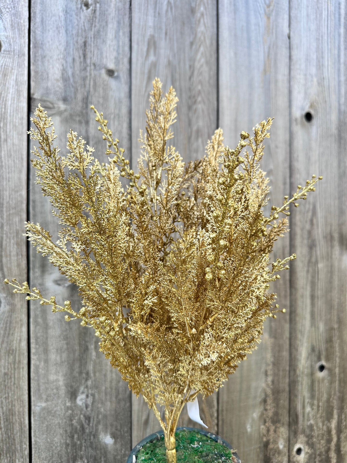 CYPRESS W GLITTER BUSH   84344-GOLD