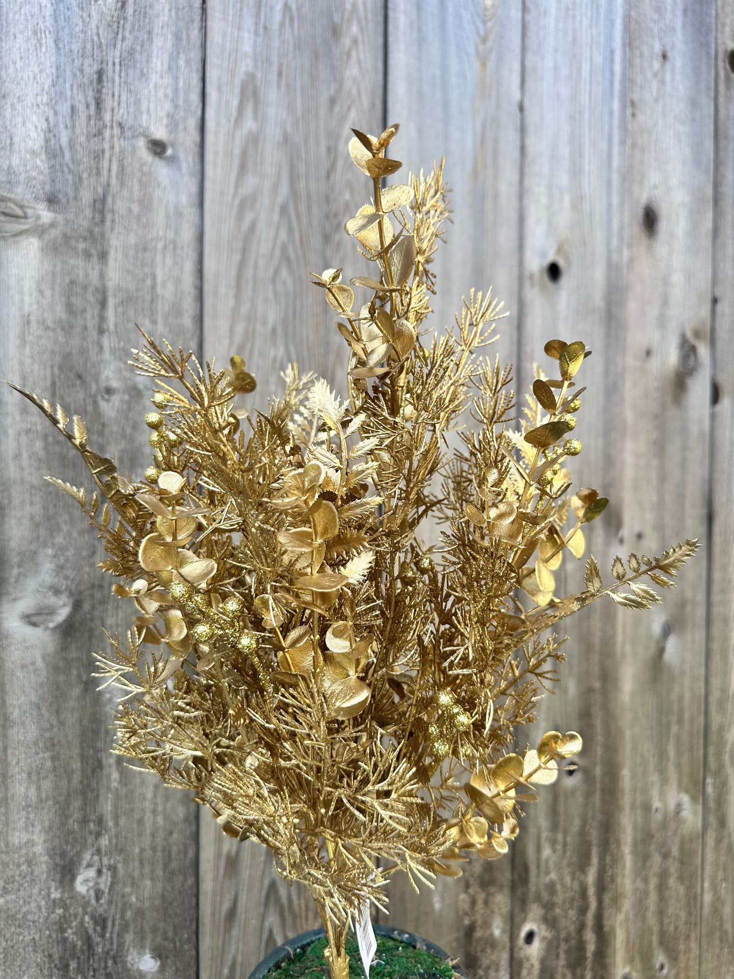 EUCALYPTUS CEDAR FERN     85260