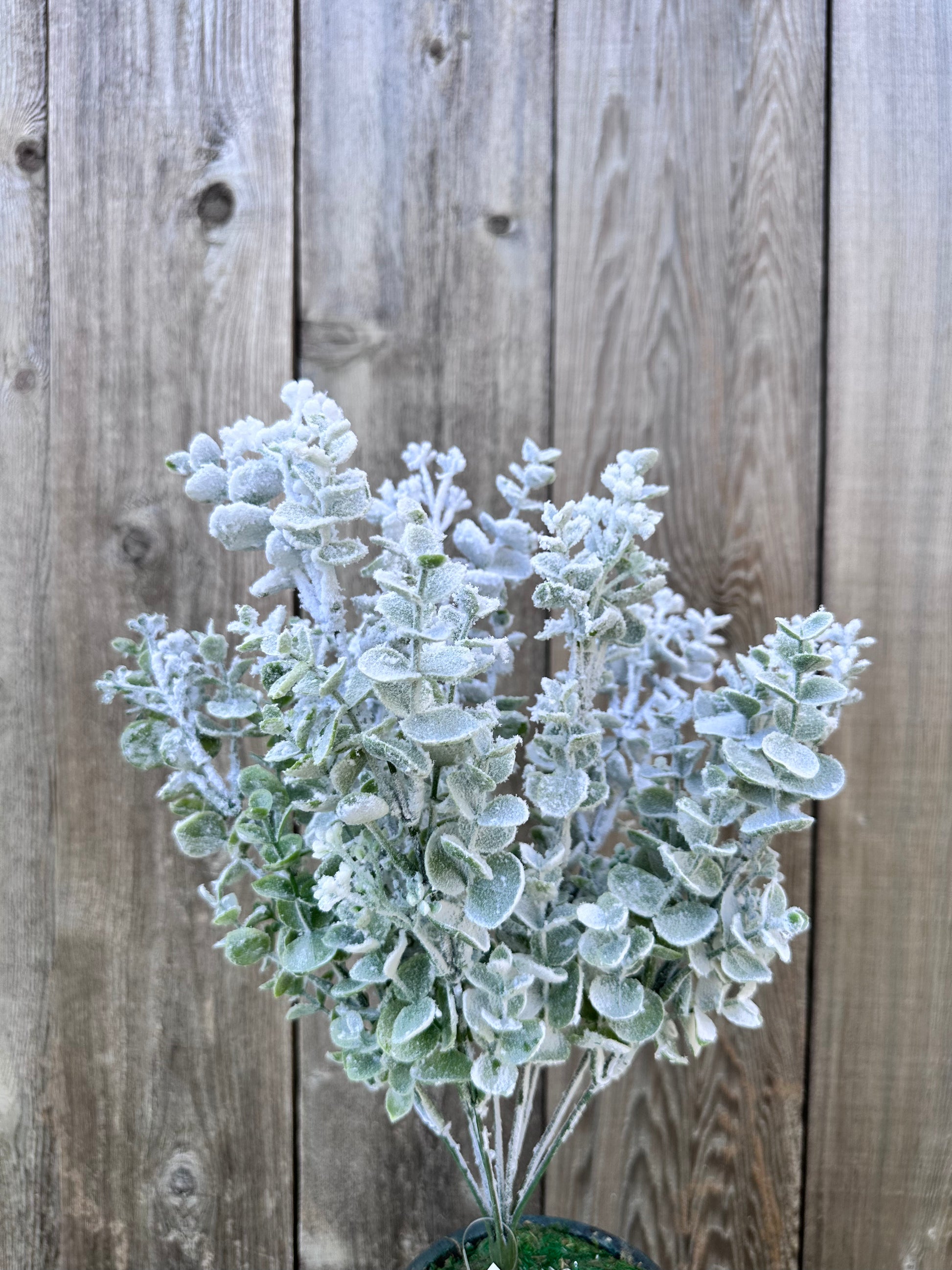 snow bush house plant EUCALYPTUS SNOW BUSH 85284 – Jam Designs and Supplies