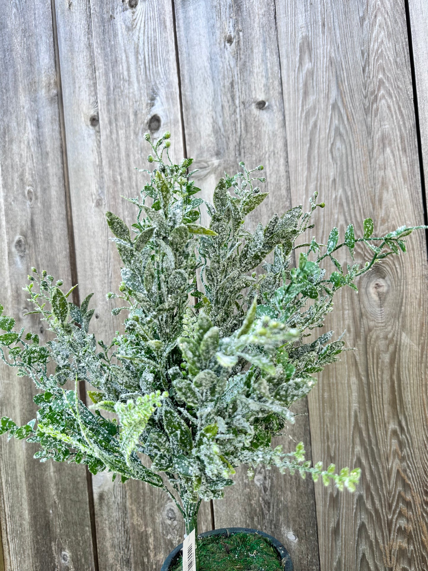 MIXED GREENERY W ICED    85265