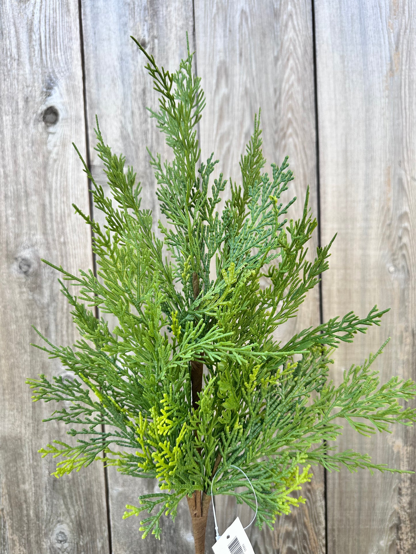 CYPRESS SPRAY  64643