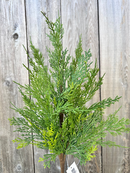 CYPRESS SPRAY  64643