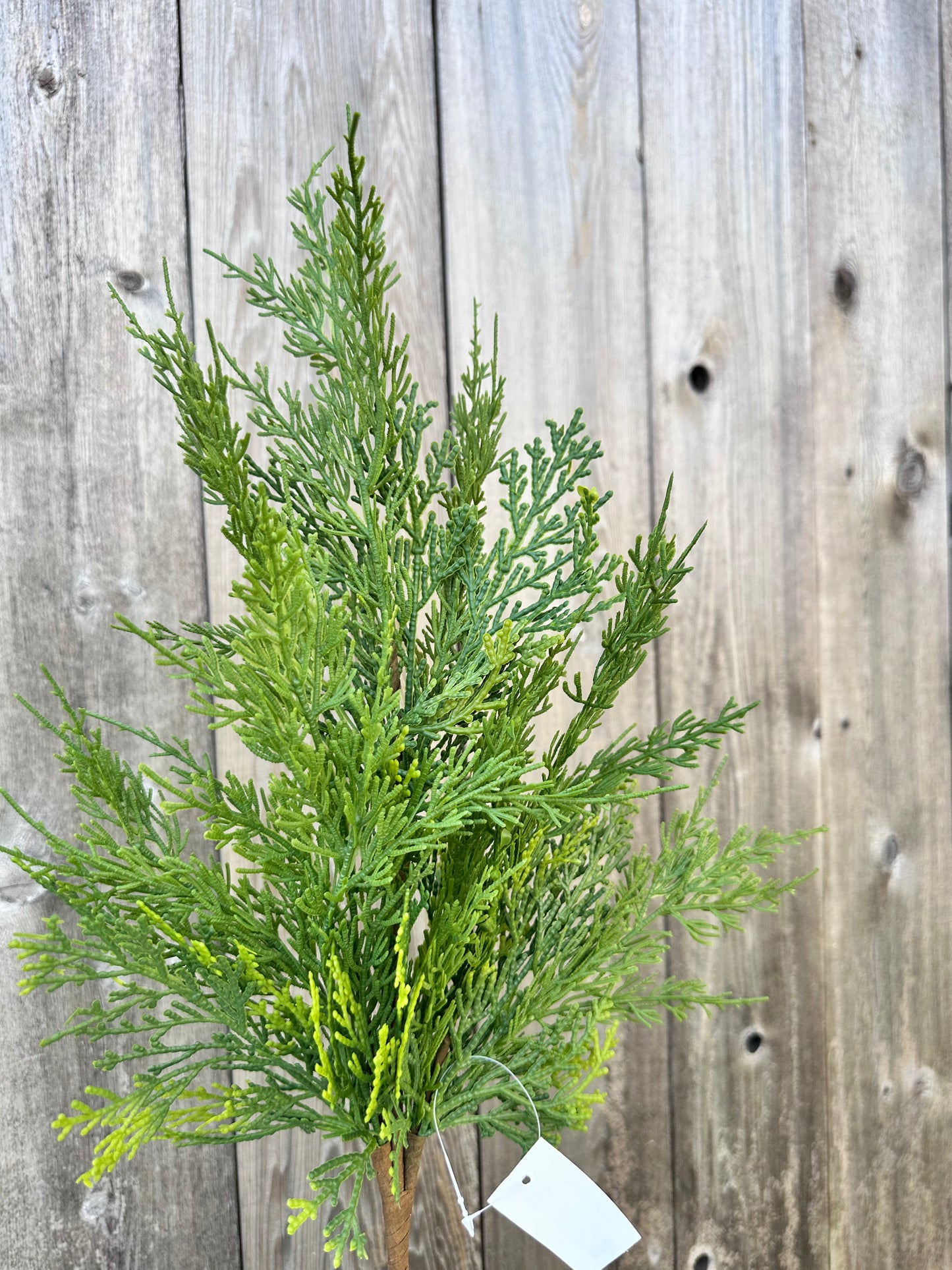 CYPRESS SPRAY  64643