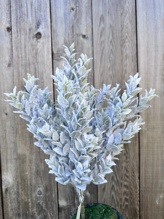 SNOWED TEA LEAF BUSH  85286