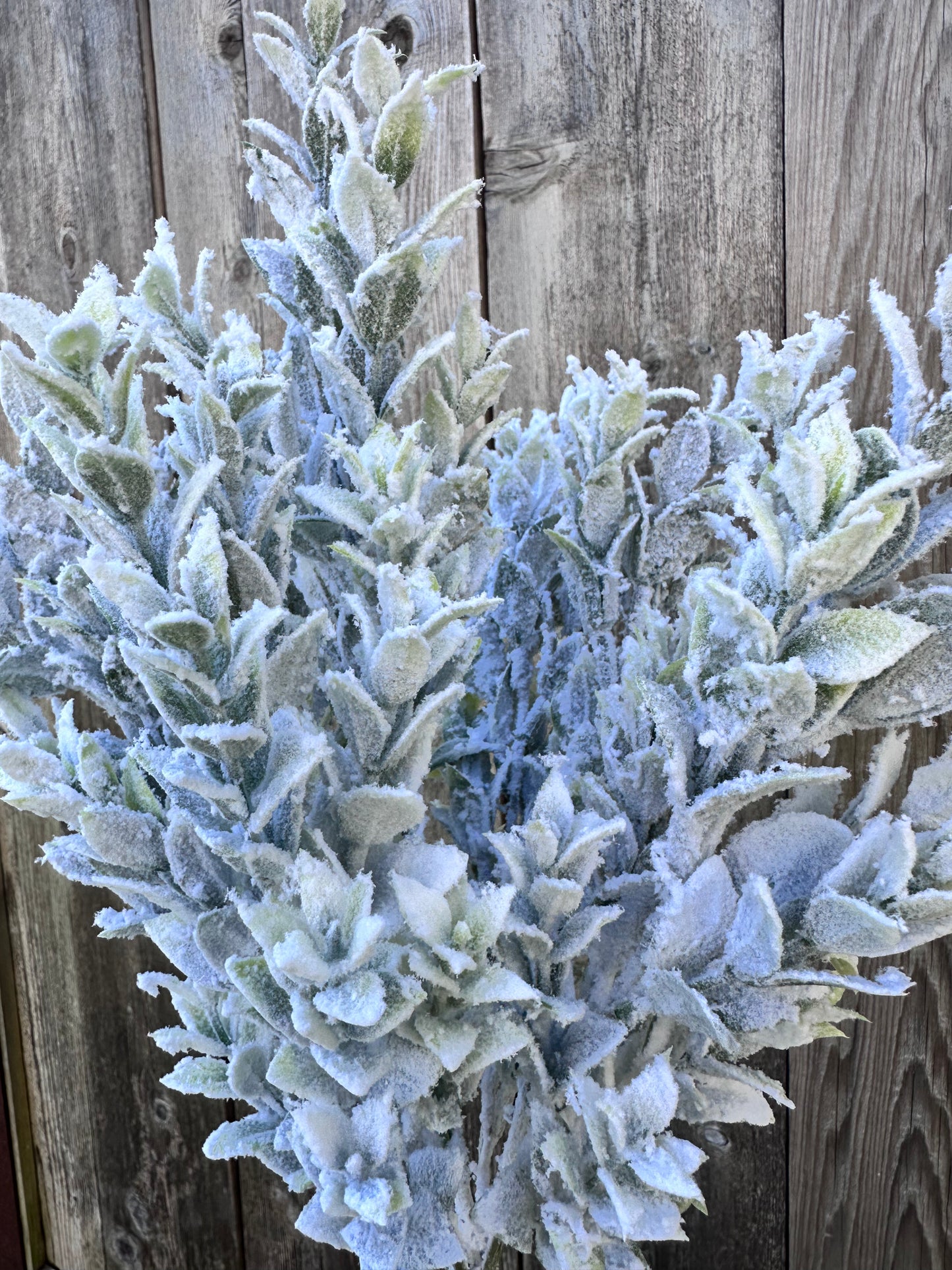 SNOWED TEA LEAF BUSH  85286