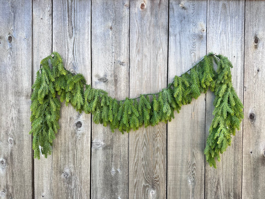 SOFT TOUCH NORFOLK PINE   23036