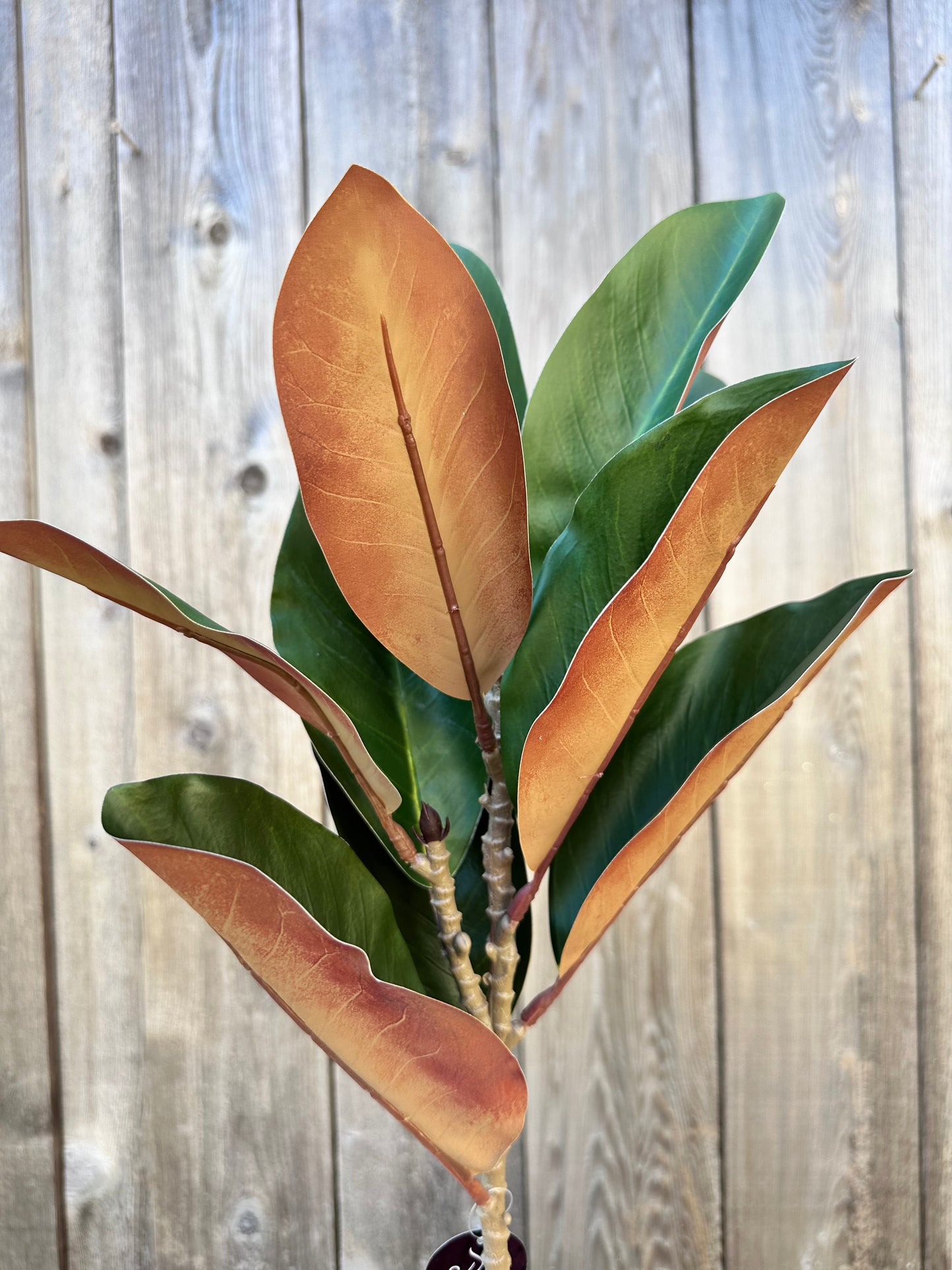 EASTERN GREEN MAGNOLIA LEAF SPRAY   DC25811GN