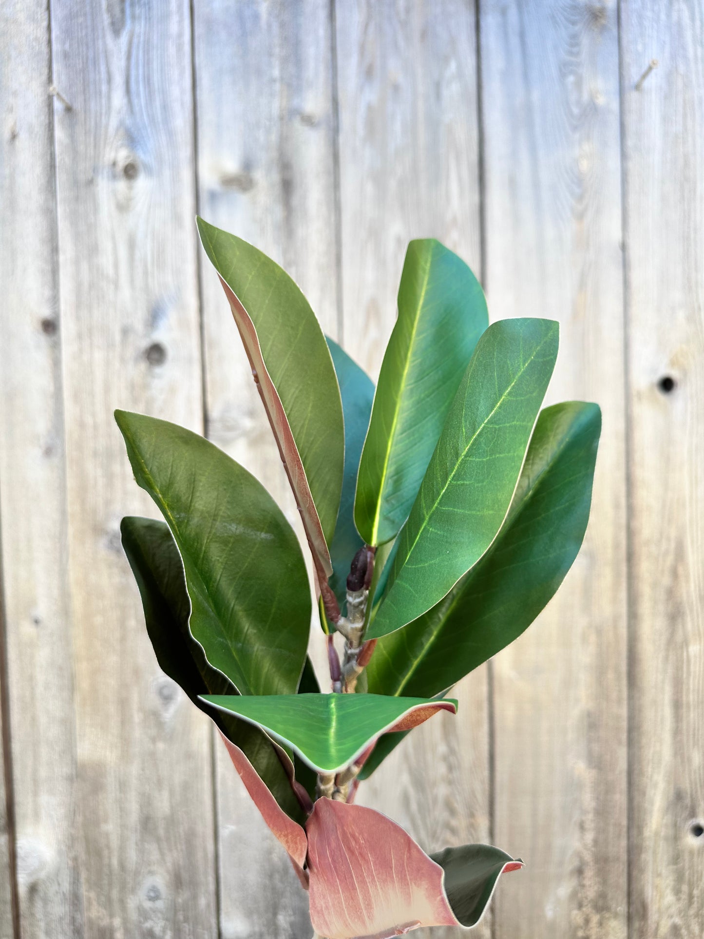 EASTERN GREEN MAGNOLIA LEAF SPRAY   DC25811GN