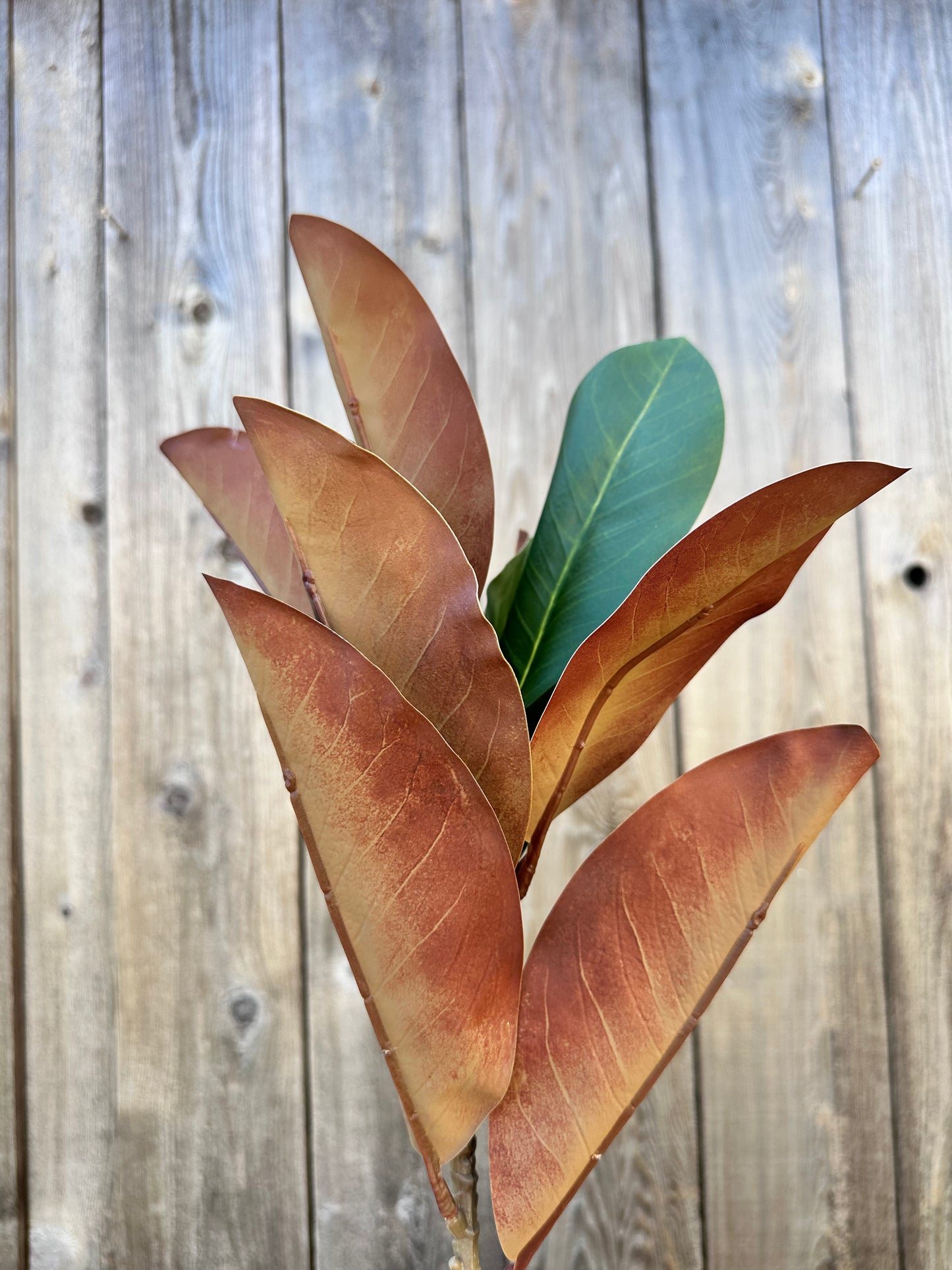 EASTERN GREEN MAGNOLIA LEAF SPRAY   DC25811GN
