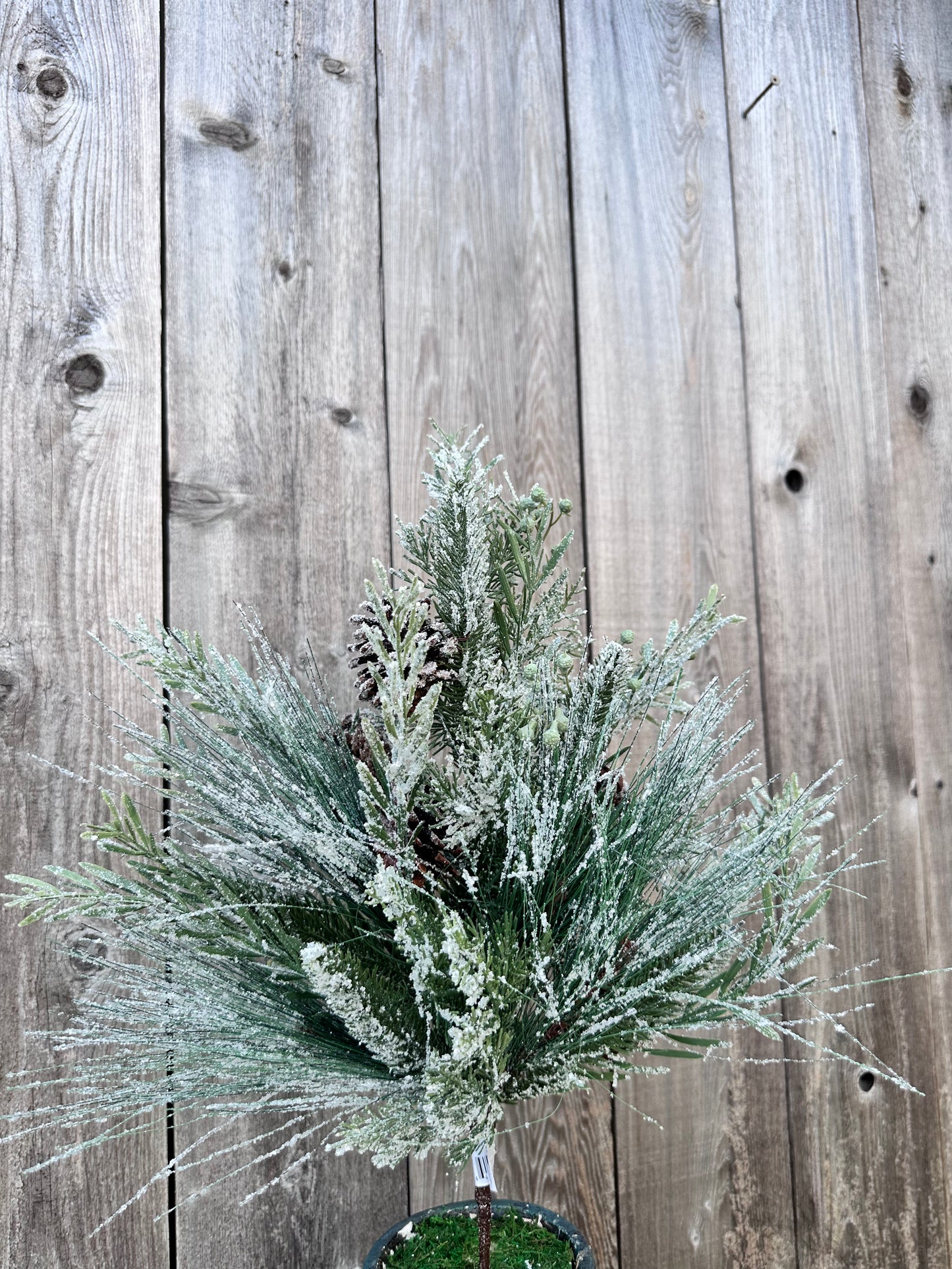 WISHING WILDERNESS FIR SPRAY  XQB1015