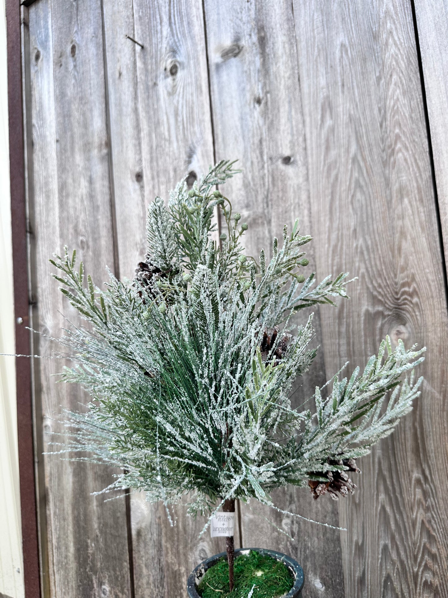 WISHING WILDERNESS FIR SPRAY  XQB1015