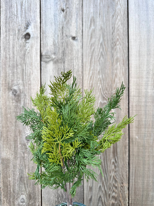 VERDANT CEDAR BUSH   XJ7134