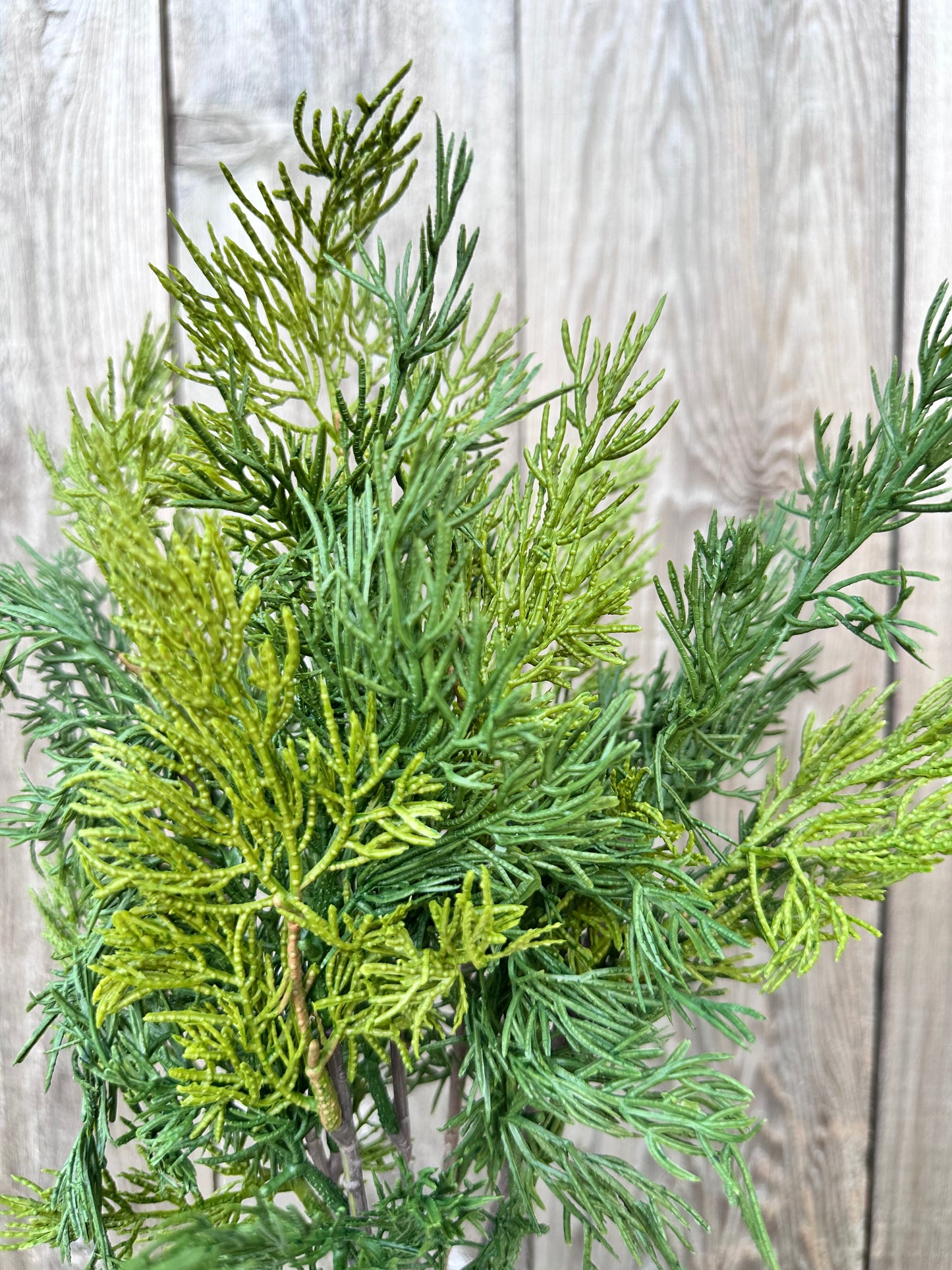 VERDANT CEDAR BUSH   XJ7134