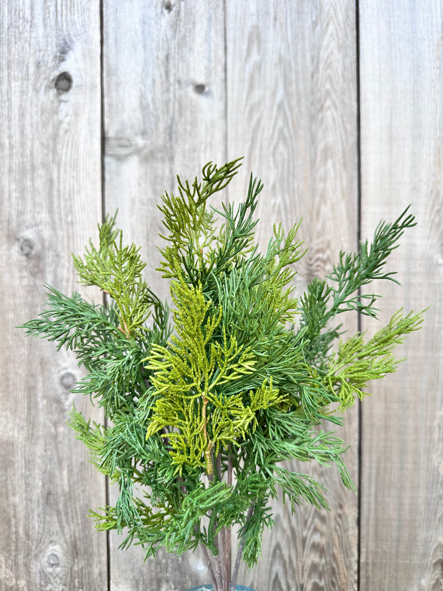 VERDANT CEDAR BUSH   XJ7134