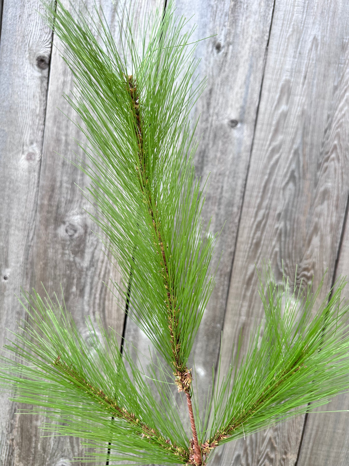 24" LONG NEEDLE PINE SPRAY   CVS200G