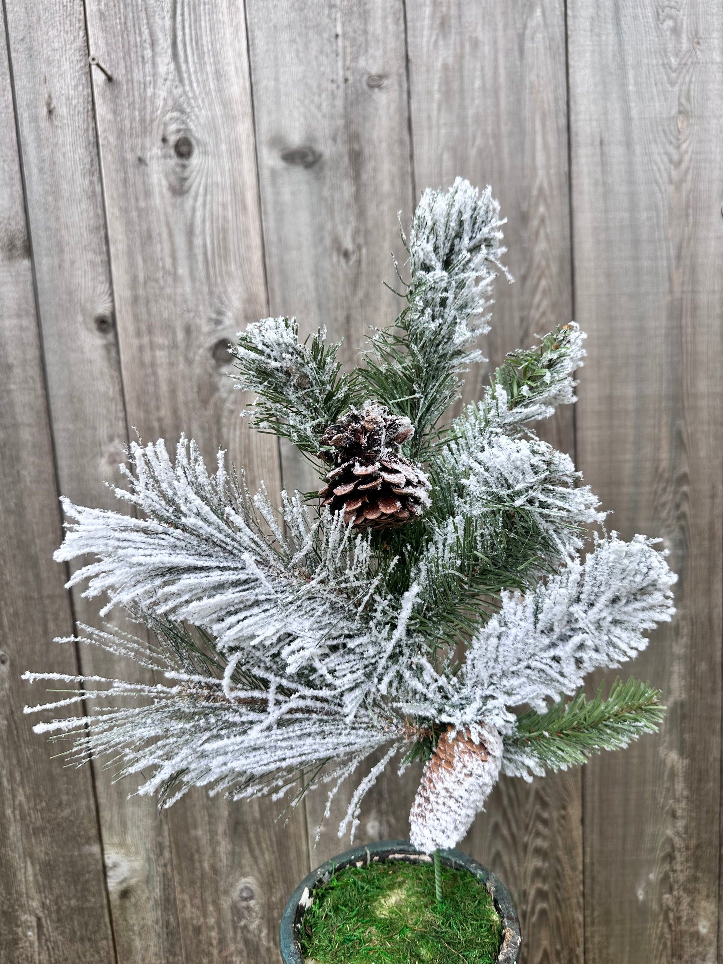 FROSTED HOLIDAY PINE SPRAY W/ PINECONES   CVS024