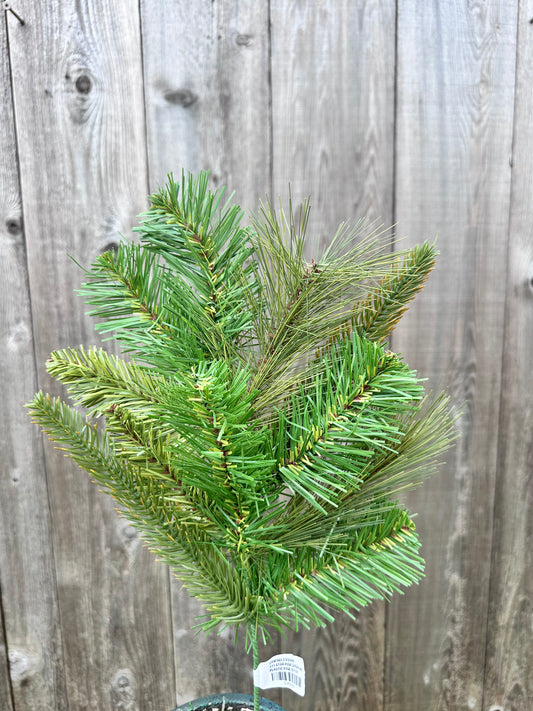 STAR PINE SPRAY   CVS006