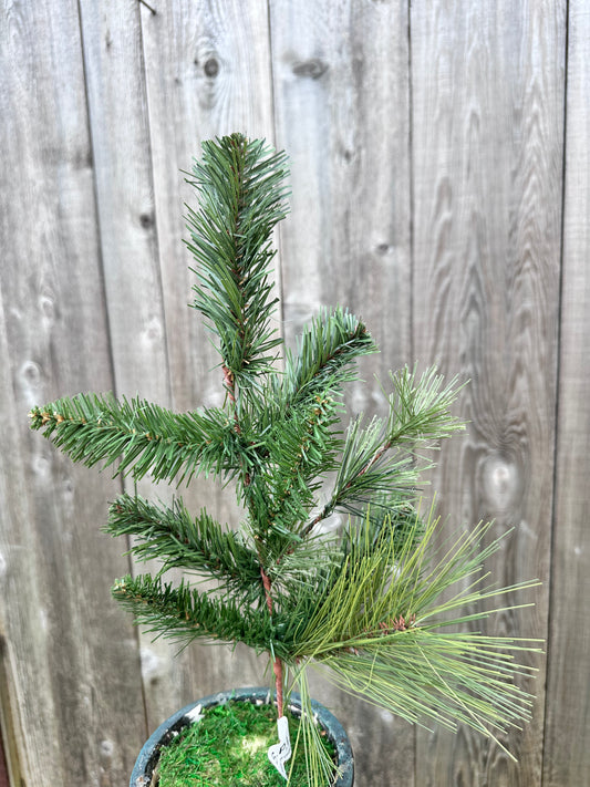 GEORGIA PINE SPRAY   CVS001