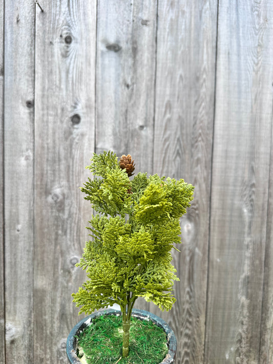 LEYLAND CYPRESS BUSH   XP81086