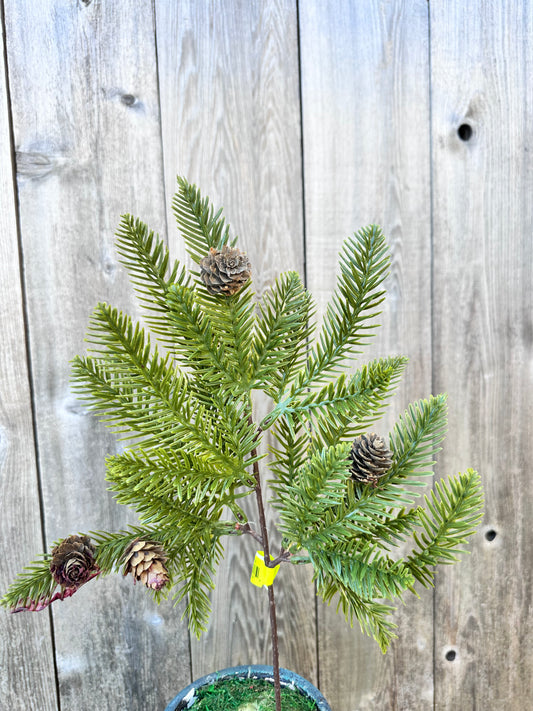 Pine Pinecone Pick   85459SP16