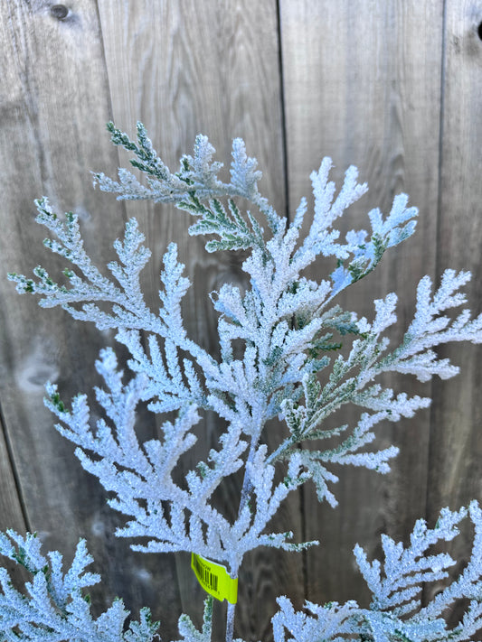 Snow Cedar Spray   82276SNOW