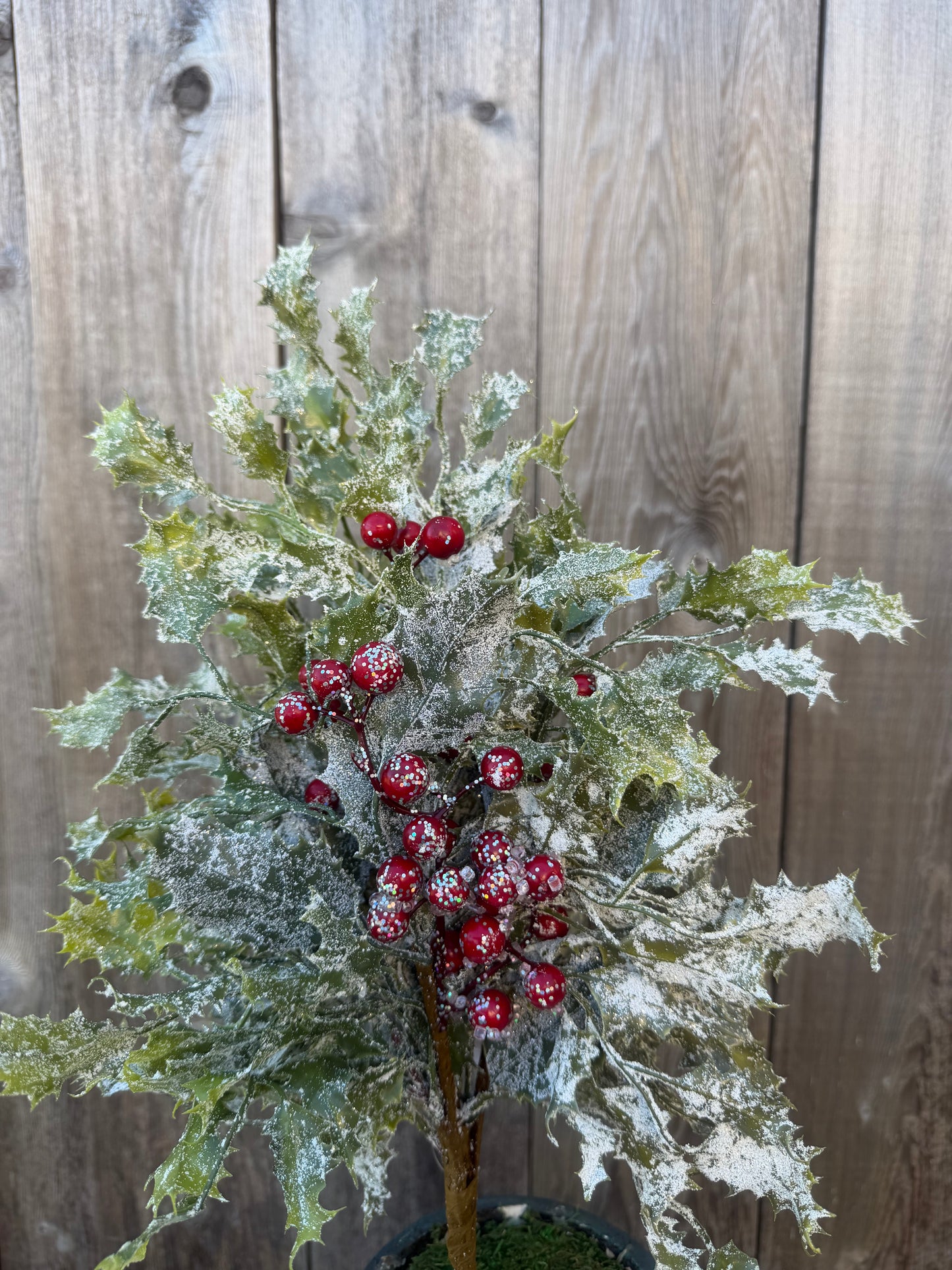 HOLLY LVS & BERRIES BUSH   20117