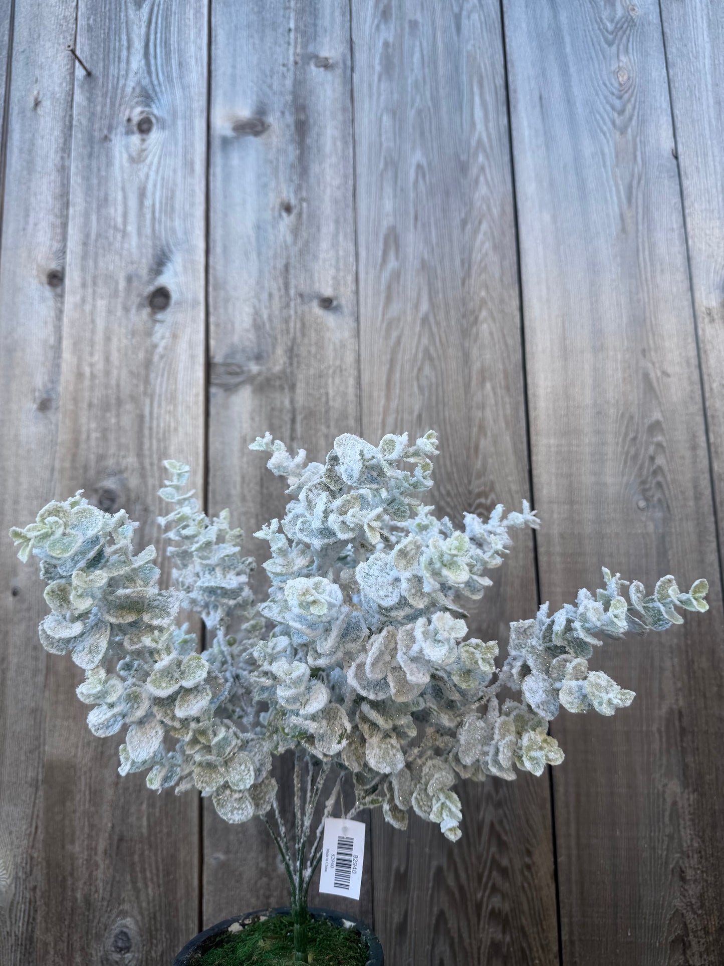 EUCALYPTUS W SNOW BUSH    82940