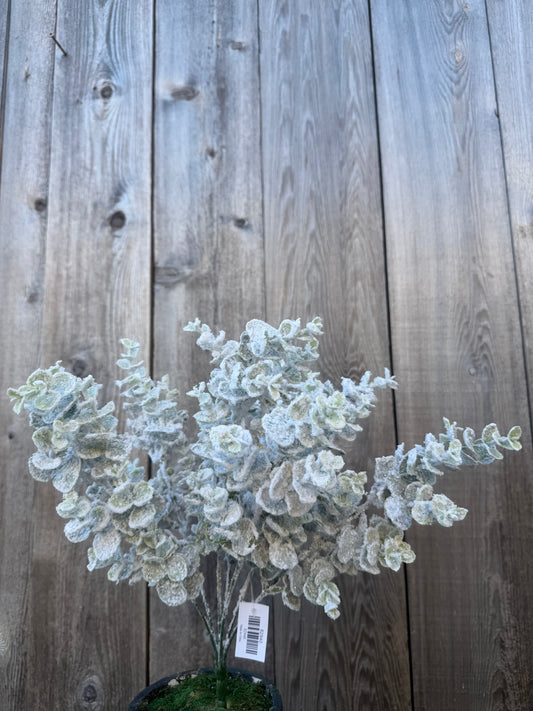 EUCALYPTUS W SNOW BUSH    82940