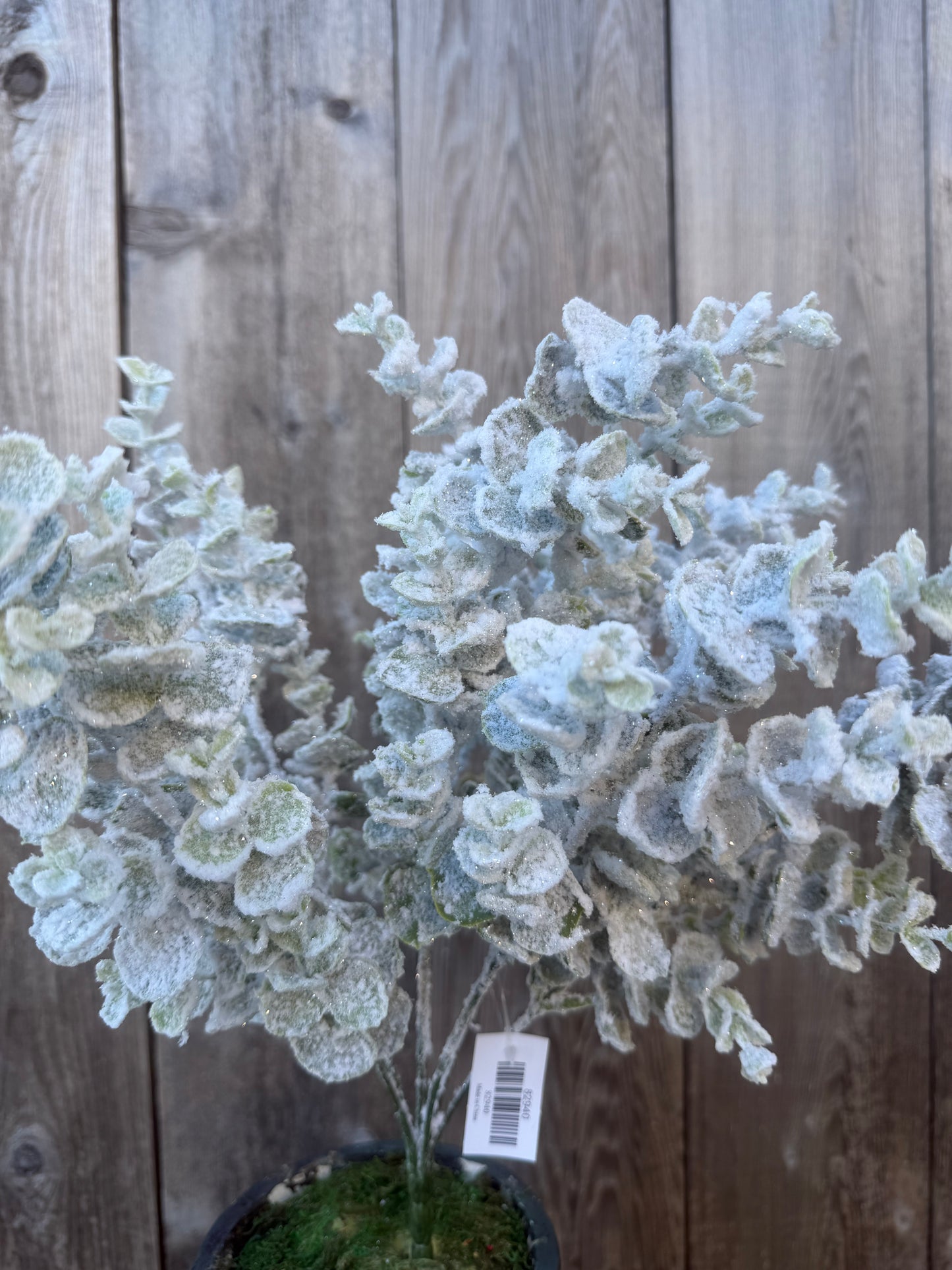 EUCALYPTUS W SNOW BUSH    82940
