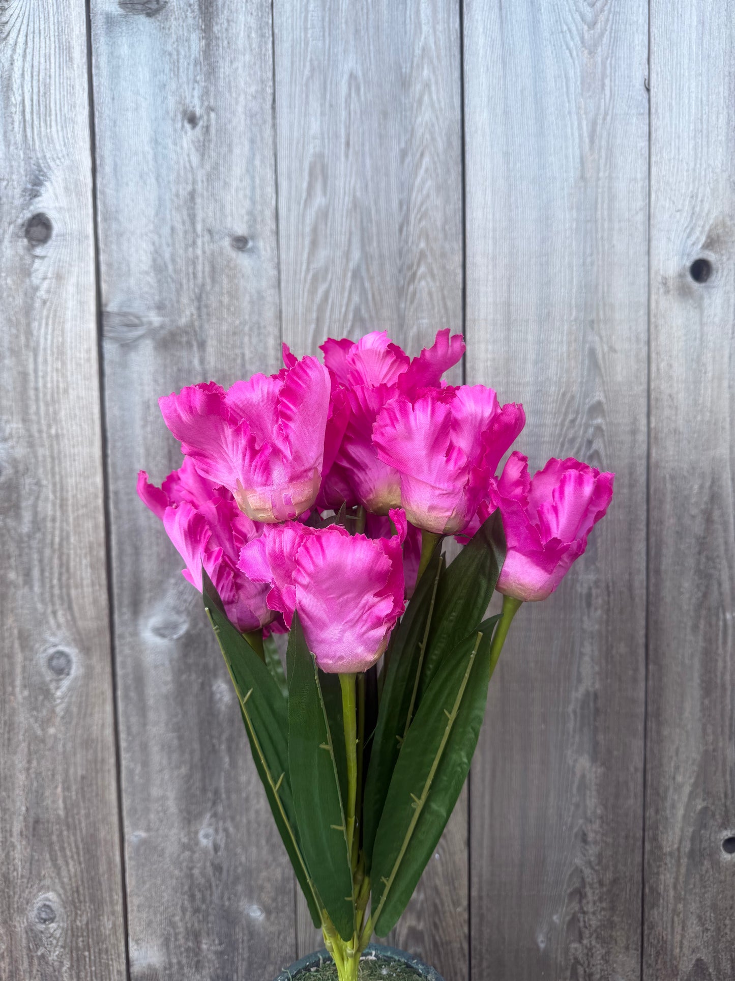 TULIP BUSH   82526-BTY