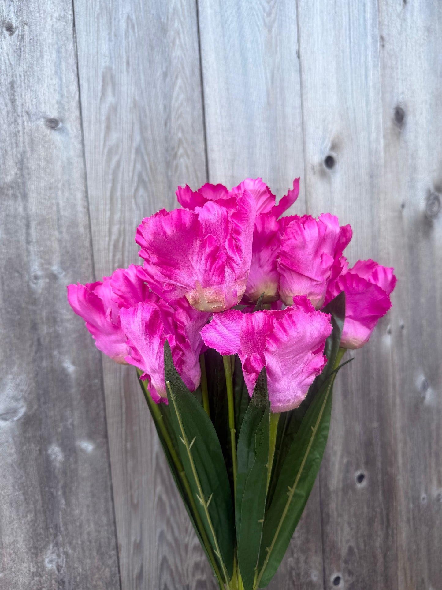 TULIP BUSH   82526-BTY