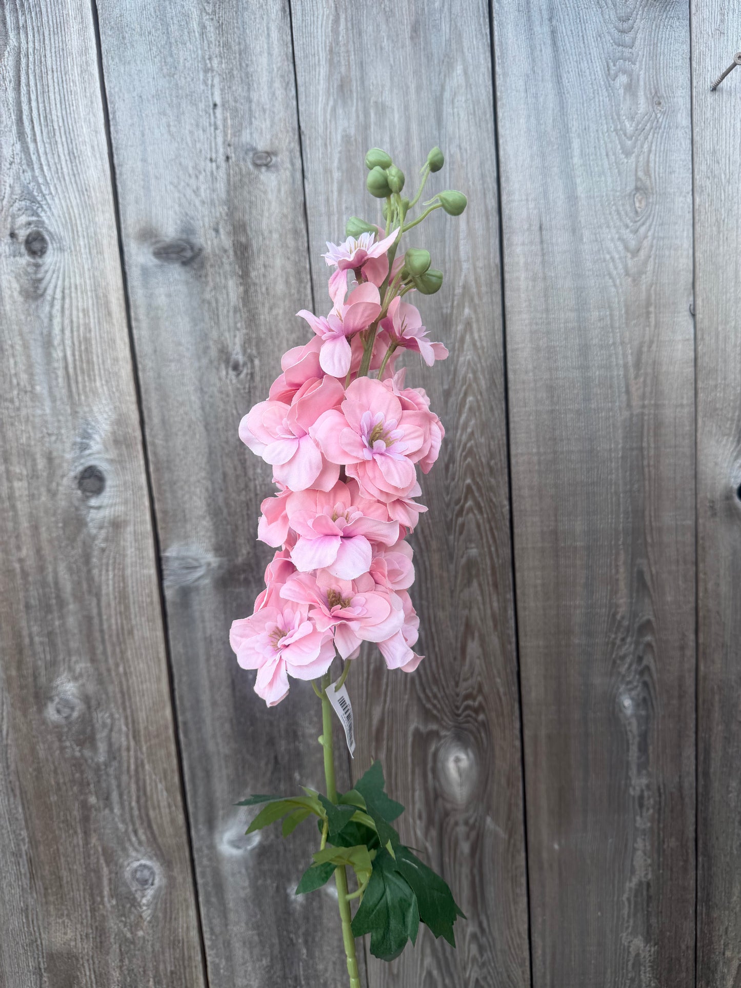 34 IN SINGLE DELPHINIUM  84958-PK