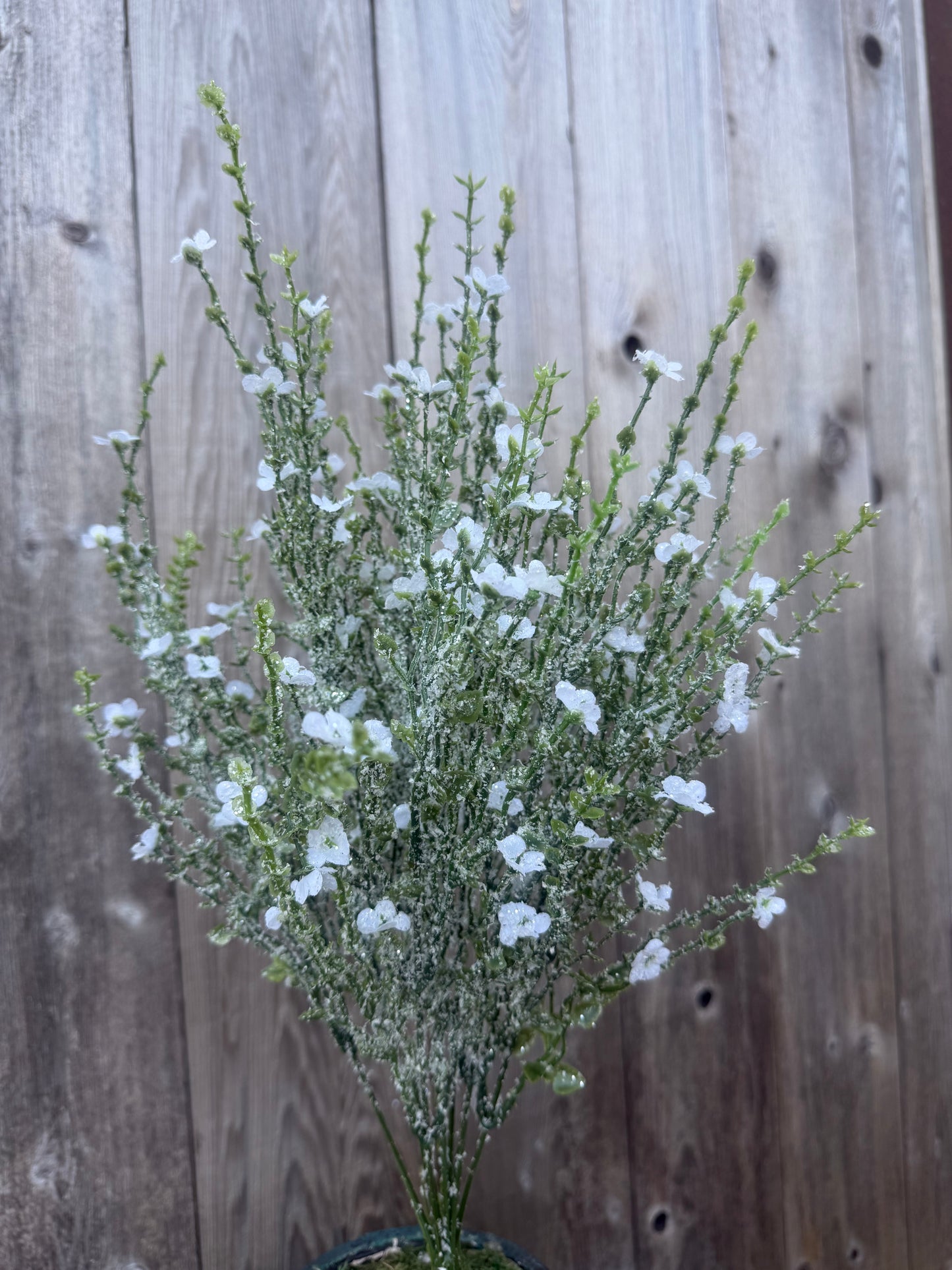 PLASTIC FLOWER W ICED   85263-WT