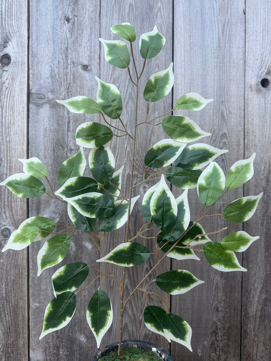 FICUS SPRAY   57000-VARIEGATE