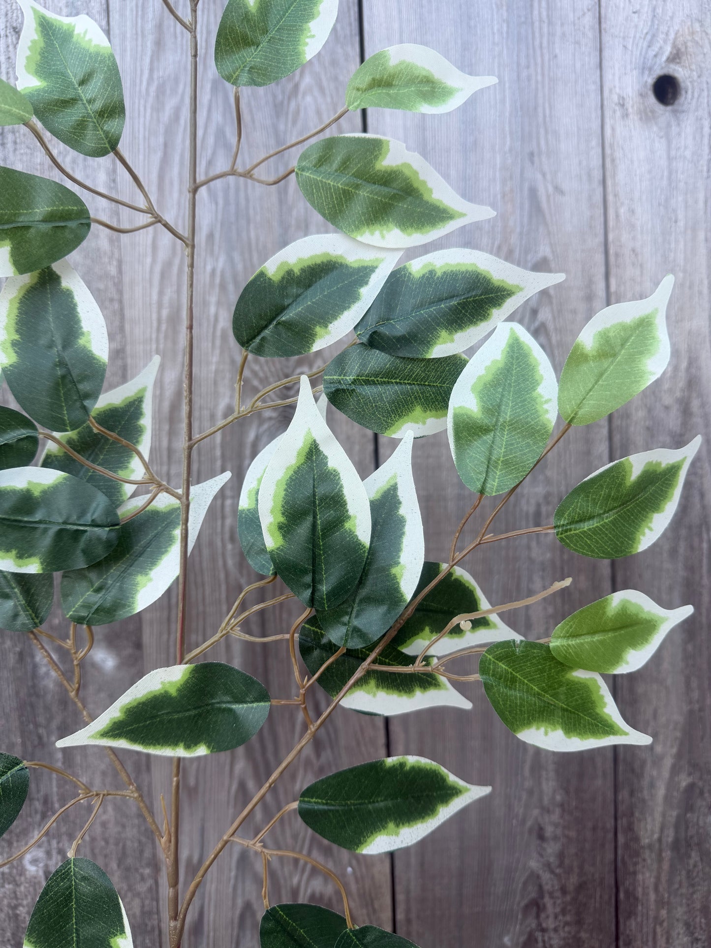 FICUS SPRAY   57000-VARIEGATE