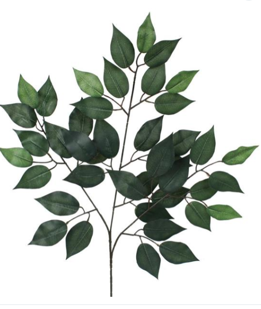 FICUS SPRAY    FG505430