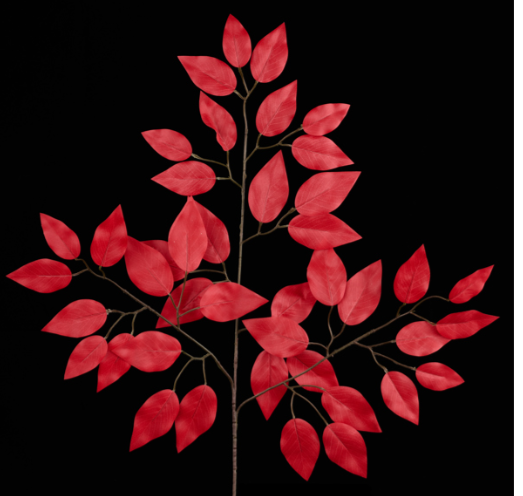 Ficus Spray-RED    FG633724