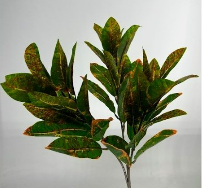 CROTON LEAF CS12764