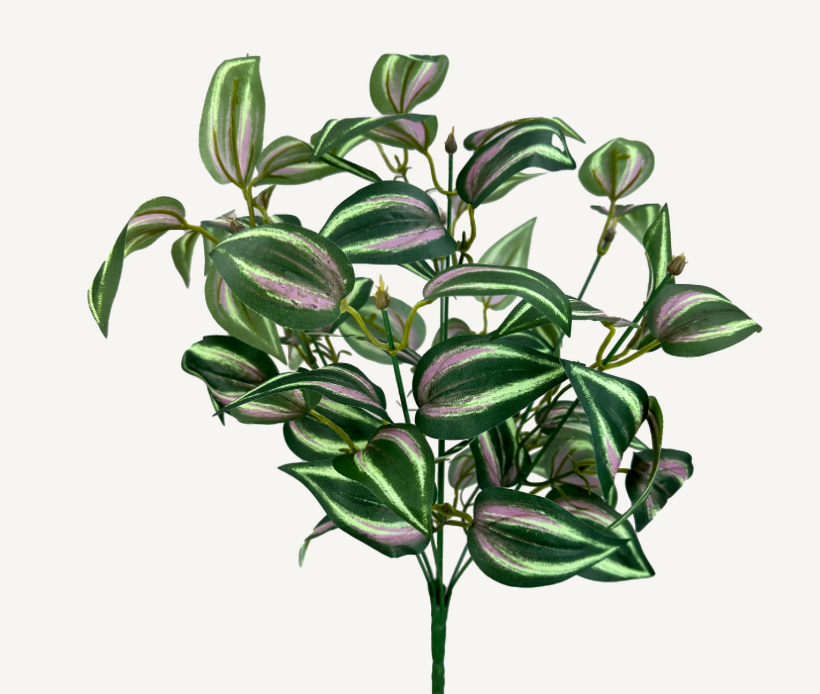 Tradescantia Bush   13648PUGN