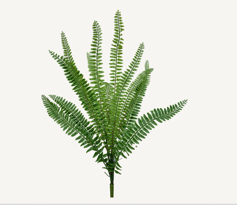 Boston Fern Bush   13619GN