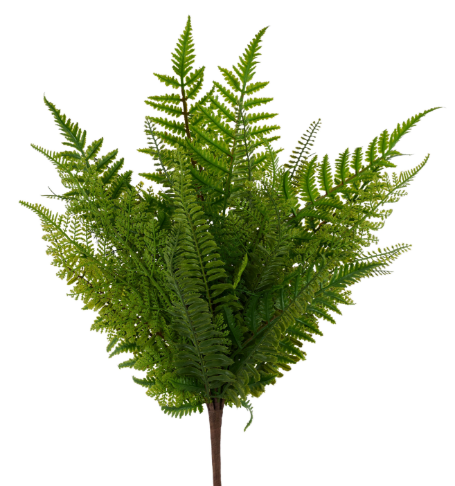 Multi Fern Bush    FG685909