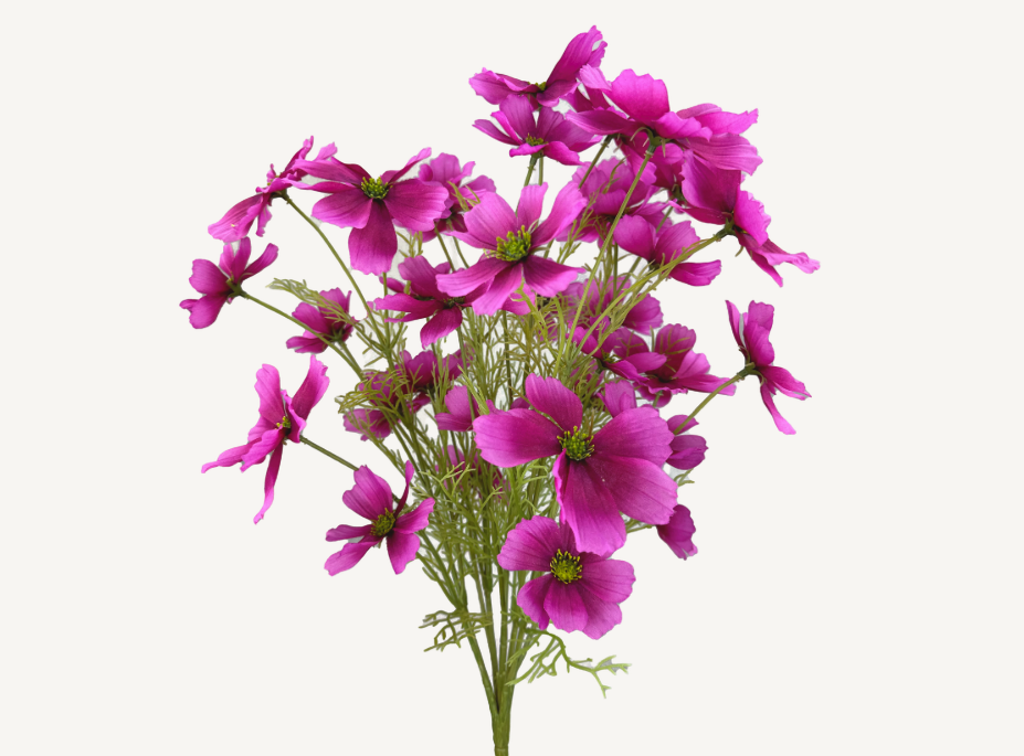 Garden Cosmos Bush   63664BT