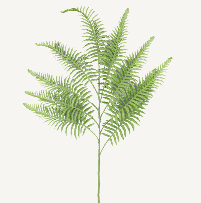 Boston Fern Spray 37L     13406GN